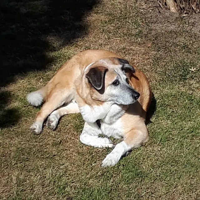DAVE THE DOG WALKER - Photo 3