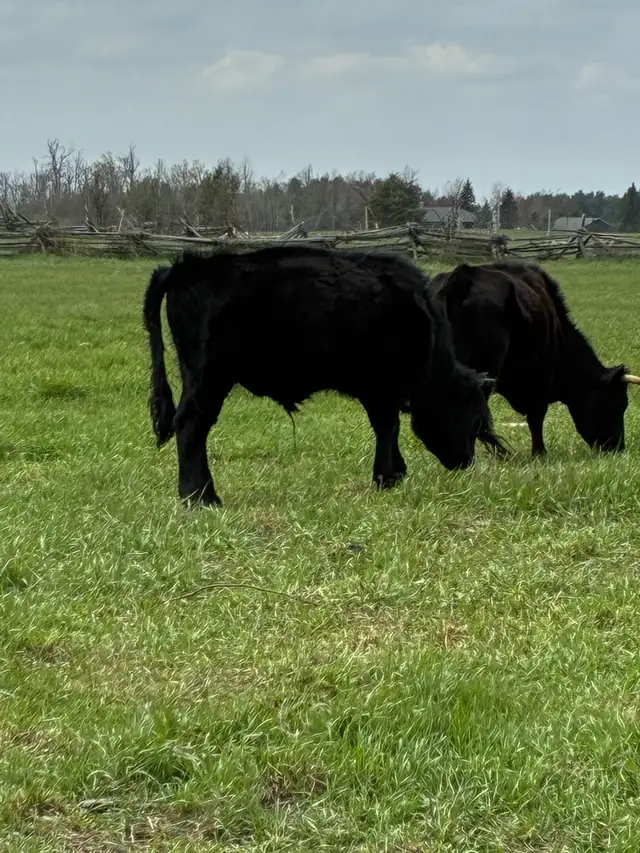 Dexter bull