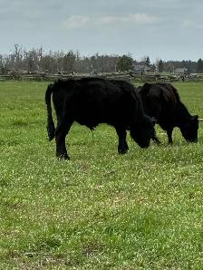 Dexter bull
