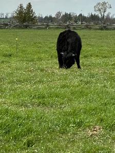 Dexter bull - Photo 2