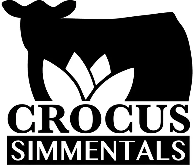 Purebred Simmental Bulls