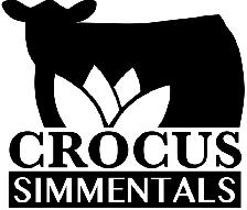 Purebred Simmental Bulls