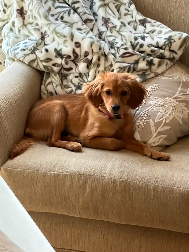 Magnifique chiot femelle cocker/caniche