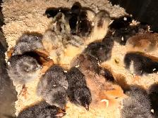 Chicks (Easter eggers)