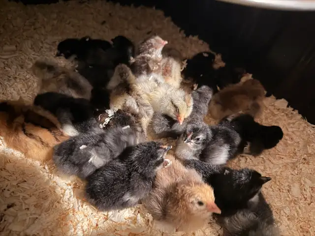 Chicks (Easter eggers) - Photo 2