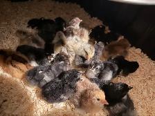 Chicks (Easter eggers) - Photo 2