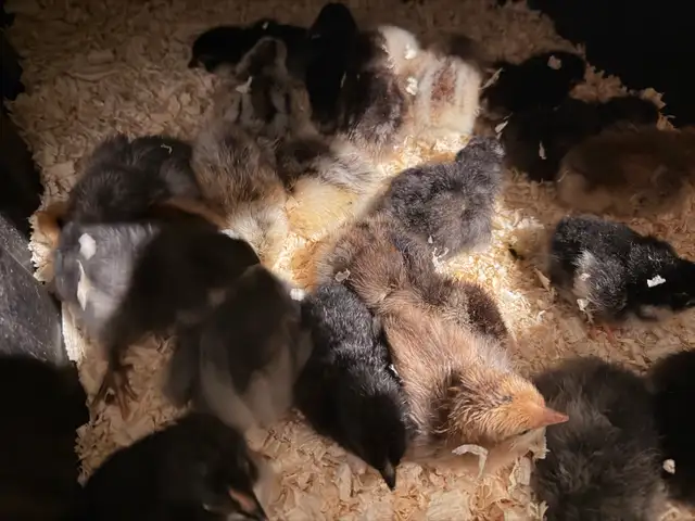 Chicks (Easter eggers) - Photo 3