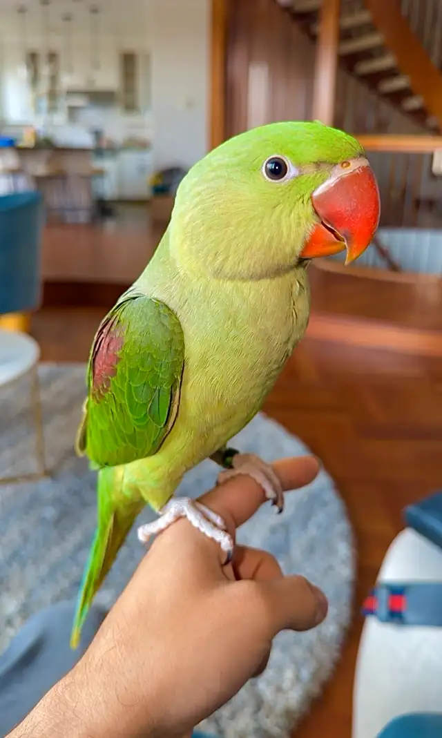 4 month old MALE Alexandrian EXTREMLY TAMED