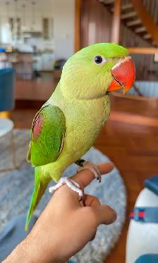 4 month old MALE Alexandrian EXTREMLY TAMED
