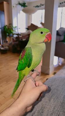 4 month old MALE Alexandrian EXTREMLY TAMED - Photo 3
