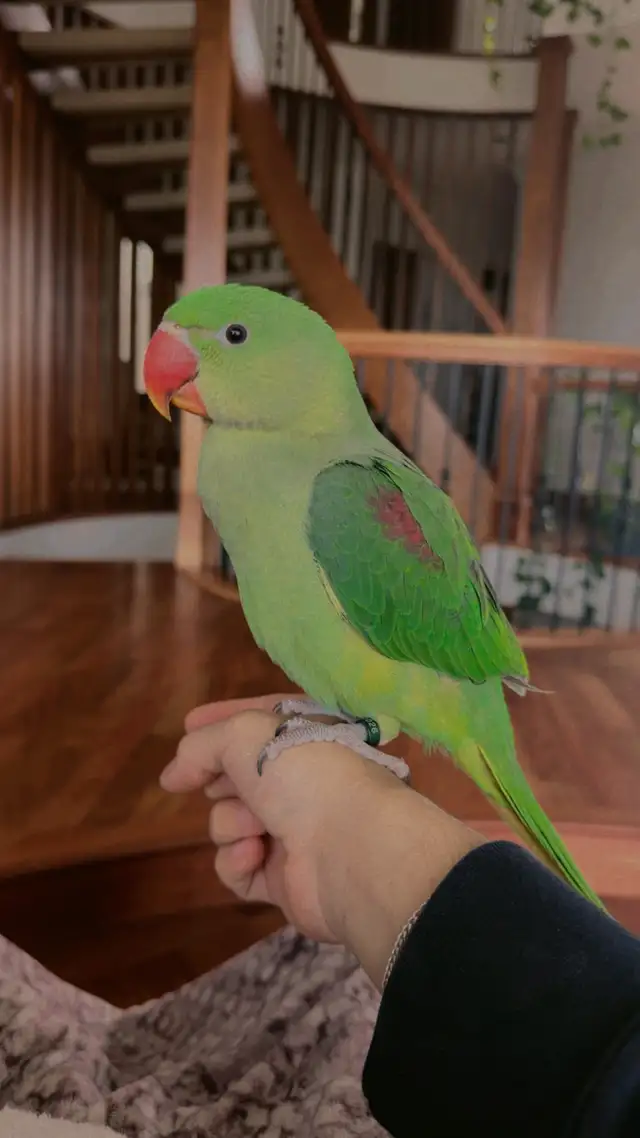 4 month old MALE Alexandrian EXTREMLY TAMED - Photo 4
