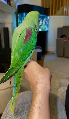 4 month old MALE Alexandrian EXTREMLY TAMED - Photo 5