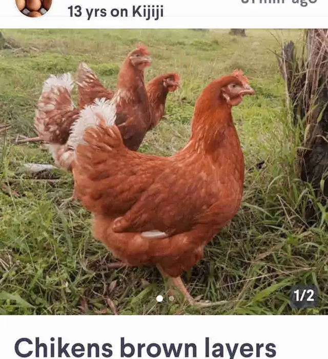 Chikens brown layers