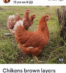 Chikens brown layers