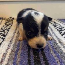 Cowboy Corgi Puppies