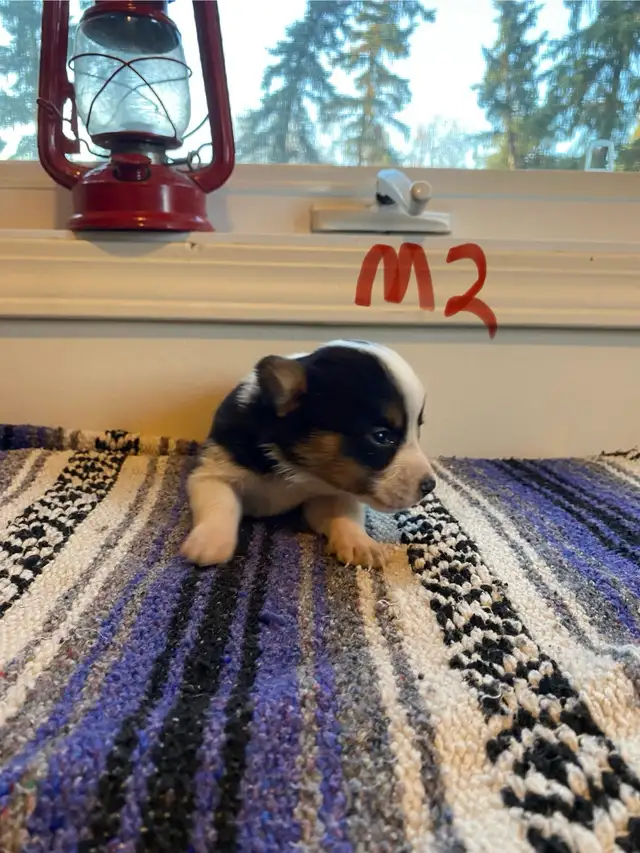 Cowboy Corgi Puppies - Photo 2