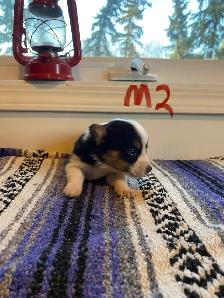 Cowboy Corgi Puppies - Photo 2