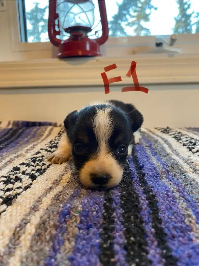 Cowboy Corgi Puppies - Photo 3