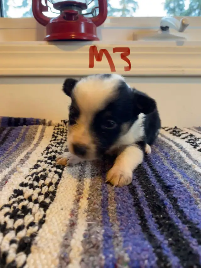 Cowboy Corgi Puppies - Photo 4