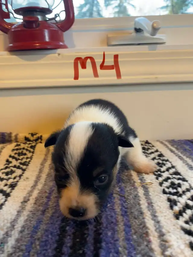 Cowboy Corgi Puppies - Photo 5