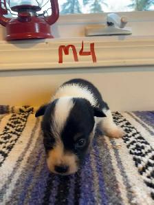 Cowboy Corgi Puppies - Photo 5