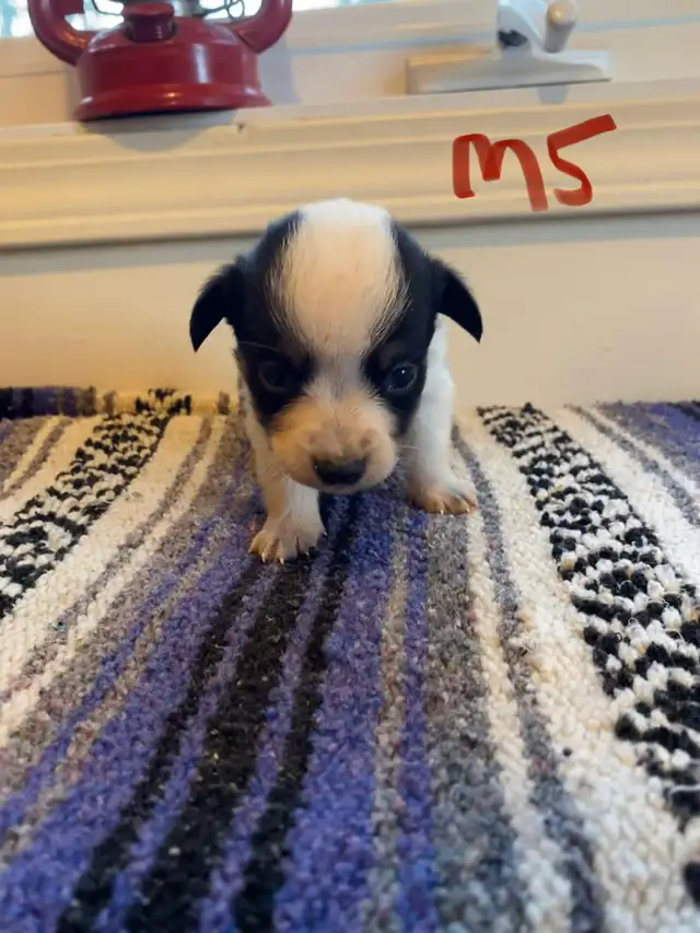 Cowboy Corgi Puppies - Photo 6