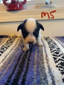Cowboy Corgi Puppies - Photo 6