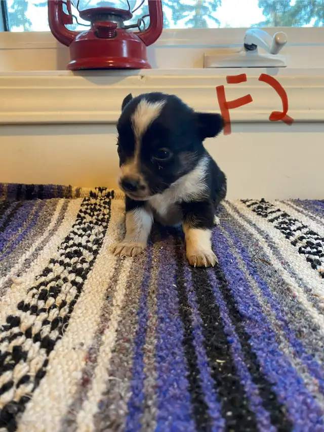 Cowboy Corgi Puppies - Photo 7
