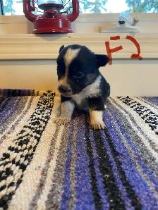Cowboy Corgi Puppies - Photo 7