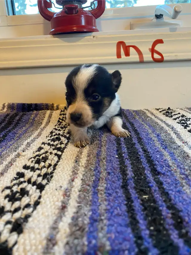 Cowboy Corgi Puppies - Photo 8