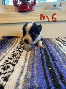 Cowboy Corgi Puppies - Photo 8
