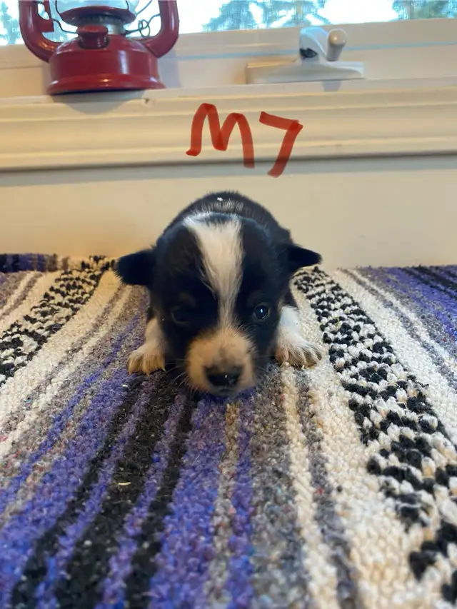 Cowboy Corgi Puppies - Photo 9