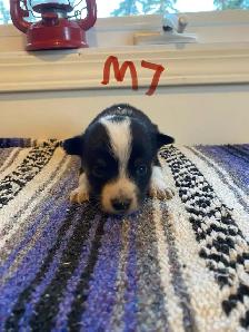 Cowboy Corgi Puppies - Photo 9