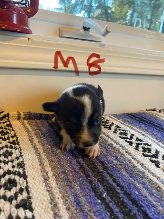 Cowboy Corgi Puppies - Photo 10