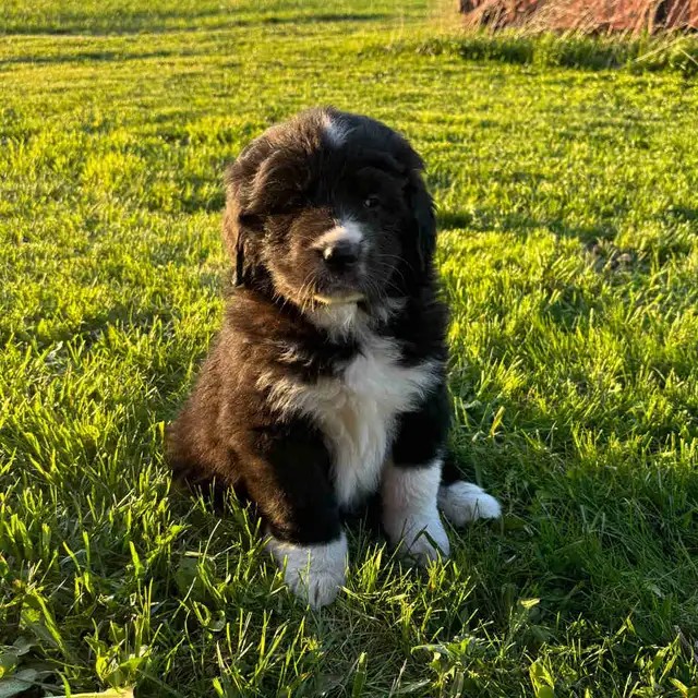 Great Pyrenees/Newfoundland Pups