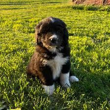 Great Pyrenees/Newfoundland Pups