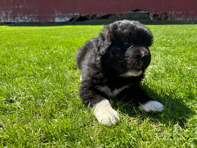 Great Pyrenees/Newfoundland Pups - Photo 2