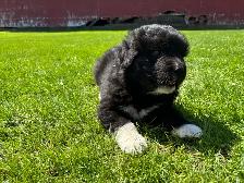 Great Pyrenees/Newfoundland Pups - Photo 2
