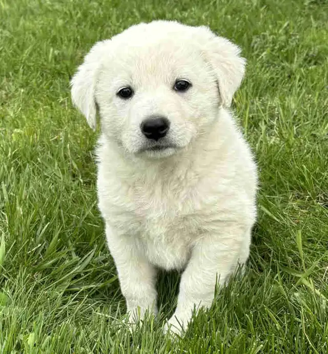Great Pyrenees/Newfoundland Pups - Photo 3