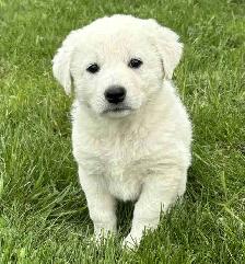Great Pyrenees/Newfoundland Pups - Photo 3