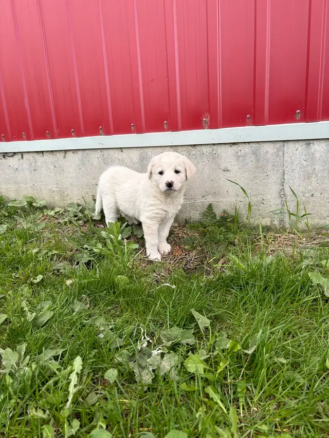 Great Pyrenees/Newfoundland Pups - Photo 4