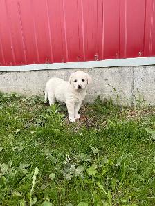 Great Pyrenees/Newfoundland Pups - Photo 4