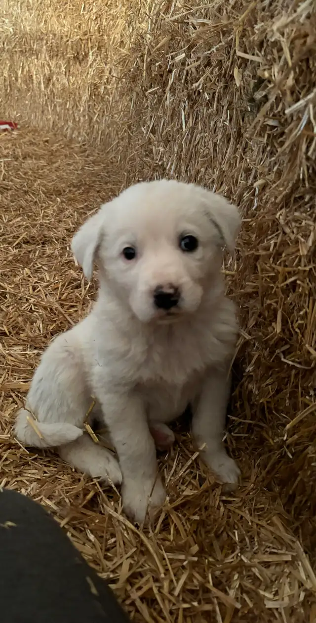 Great Pyrenees/Newfoundland Pups - Photo 5