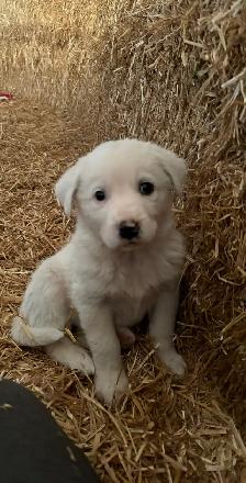 Great Pyrenees/Newfoundland Pups - Photo 5