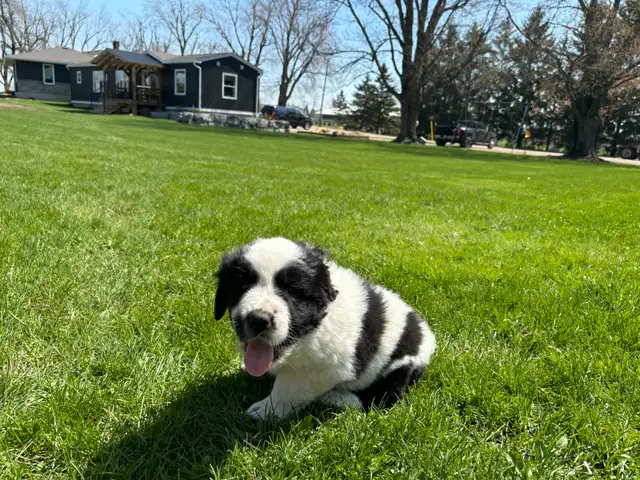 Great Pyrenees/Newfoundland Pups - Photo 6