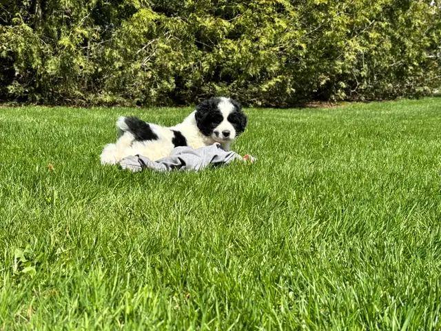 Great Pyrenees/Newfoundland Pups - Photo 7