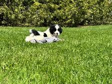 Great Pyrenees/Newfoundland Pups - Photo 7