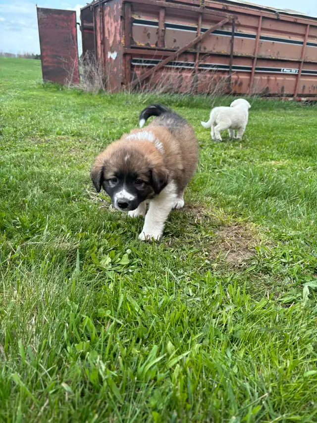 Great Pyrenees/Newfoundland Pups - Photo 8