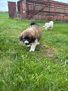Great Pyrenees/Newfoundland Pups - Photo 8