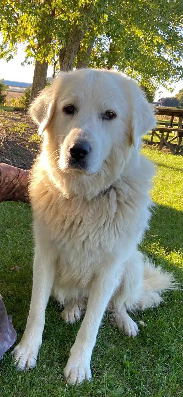 Great Pyrenees/Newfoundland Pups - Photo 9